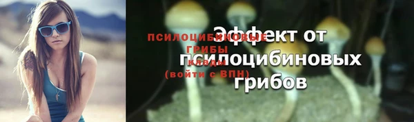 прущие грибы Новозыбков