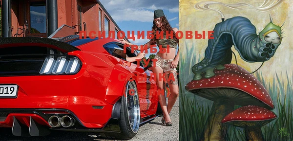 прущие грибы Новозыбков